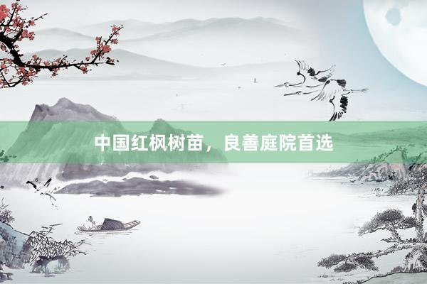 中国红枫树苗，良善庭院首选